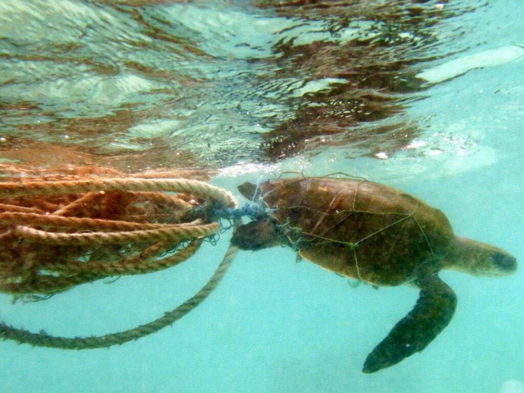 Hemp Solutions for Plastic Pollution